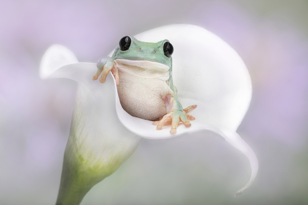 Whites Tree Frog on a White Lily von Linda D Lester