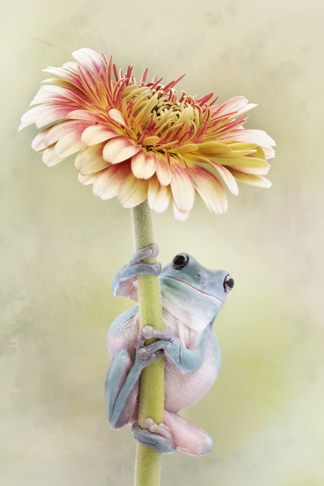 Whites Tree Frog Holding a Gerbera Flower von Linda D Lester