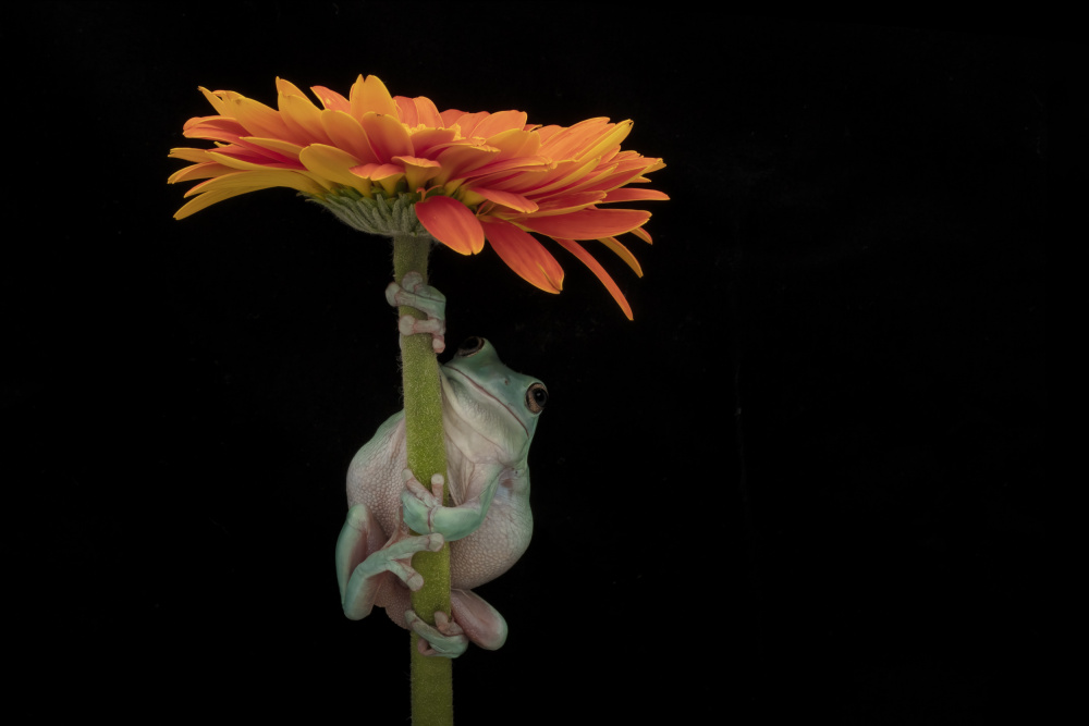 Whites Tree Frog Under Gerber Daisy von Linda D Lester