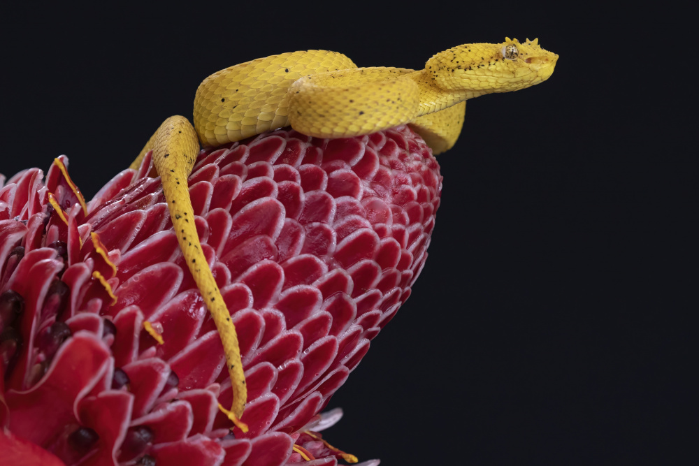 Eyelash Viper von Linda D Lester