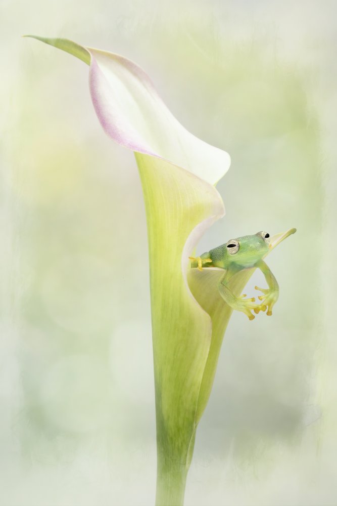 Tiny Glass Tree Frog on a Lily von Linda D Lester