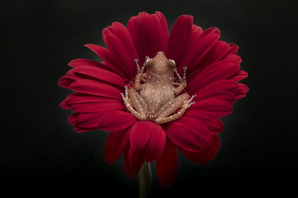 Cinnamon Tree Frog von Linda D Lester