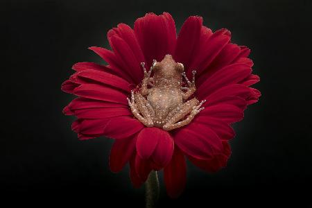 Cinnamon Tree Frog