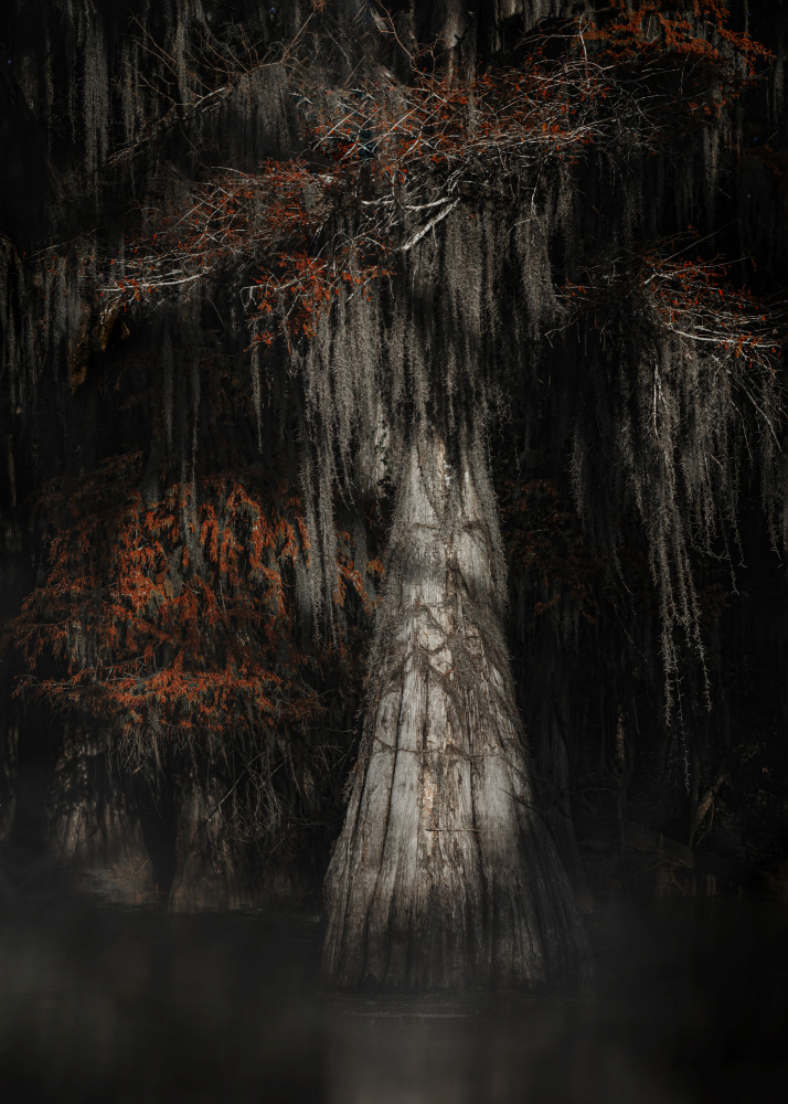 Cypress tree von Linda Lu