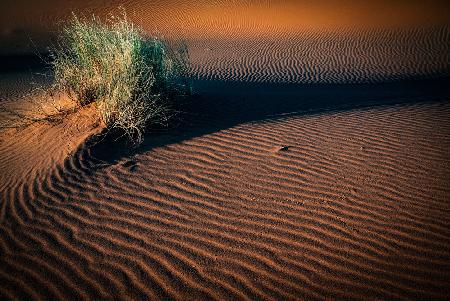 tussocks and tracks