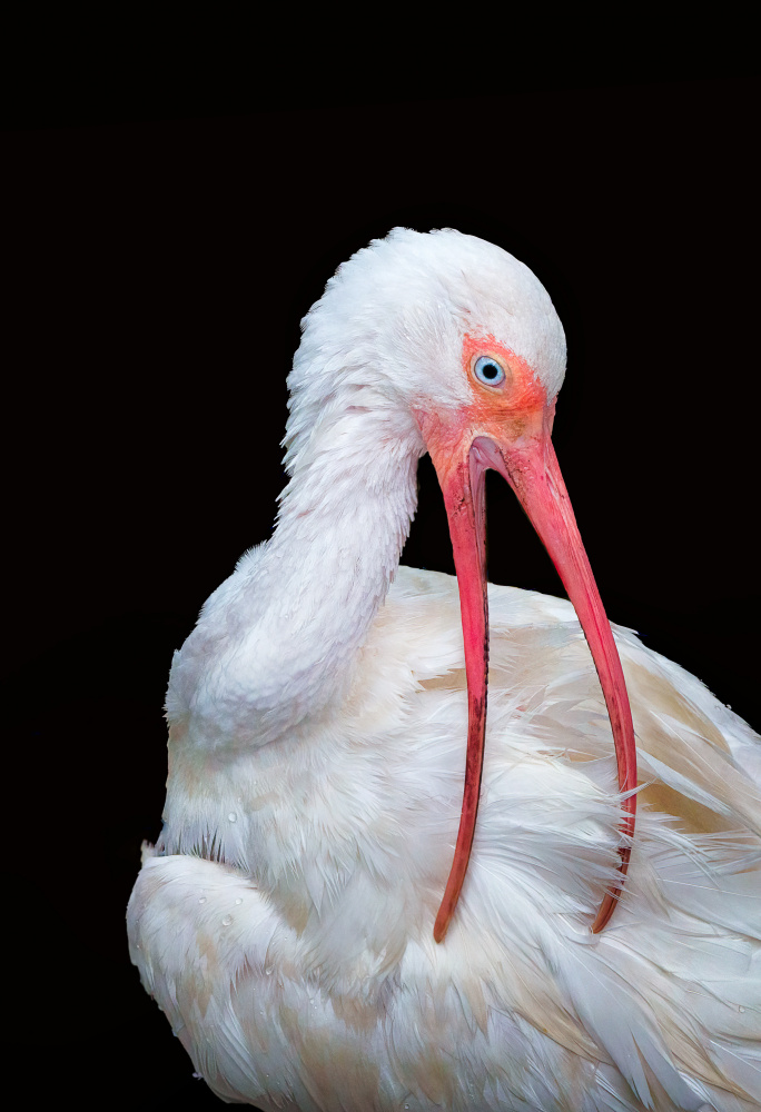 Bathing Time Beauty von Ling Lu