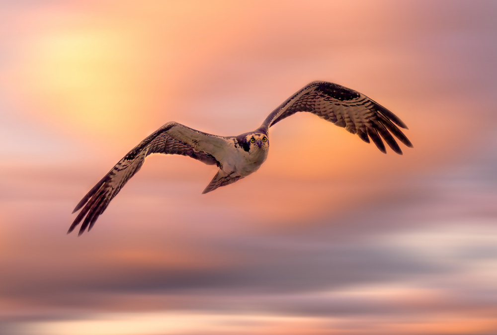 Flying Osprey von Ling Lu