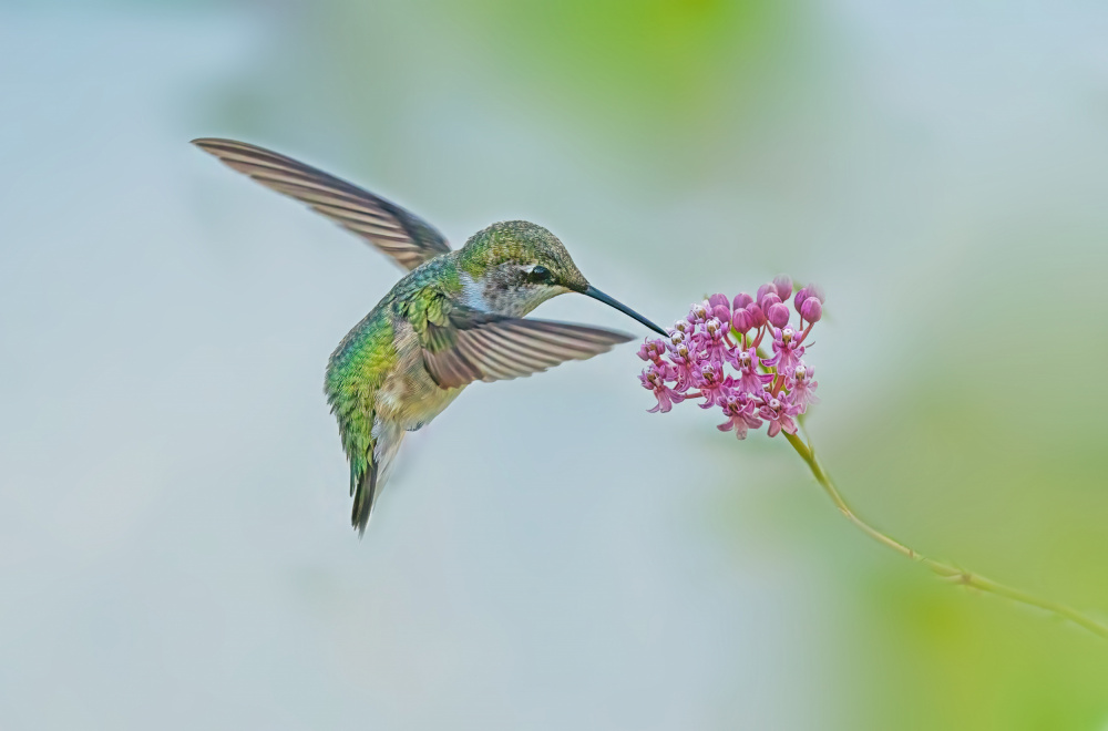 Let Me Eat! von Ling Lu