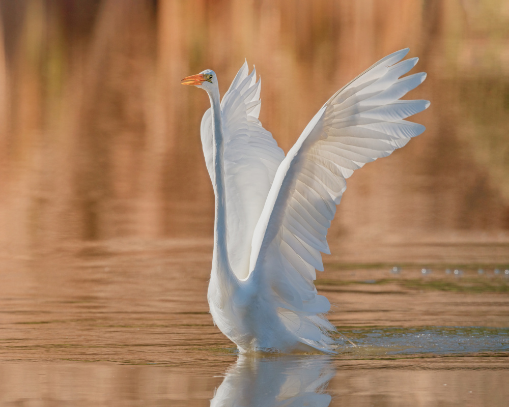 Taking off von Ling Zhang