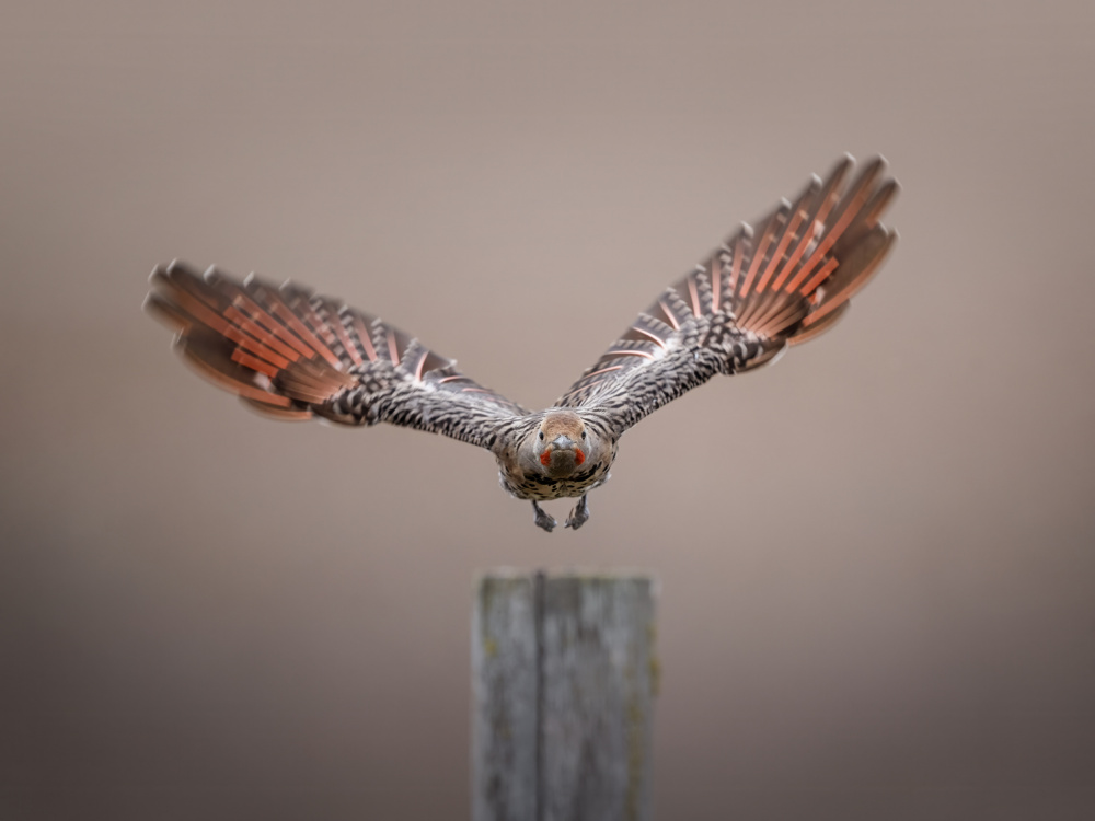 Taking off von Ling Zhang