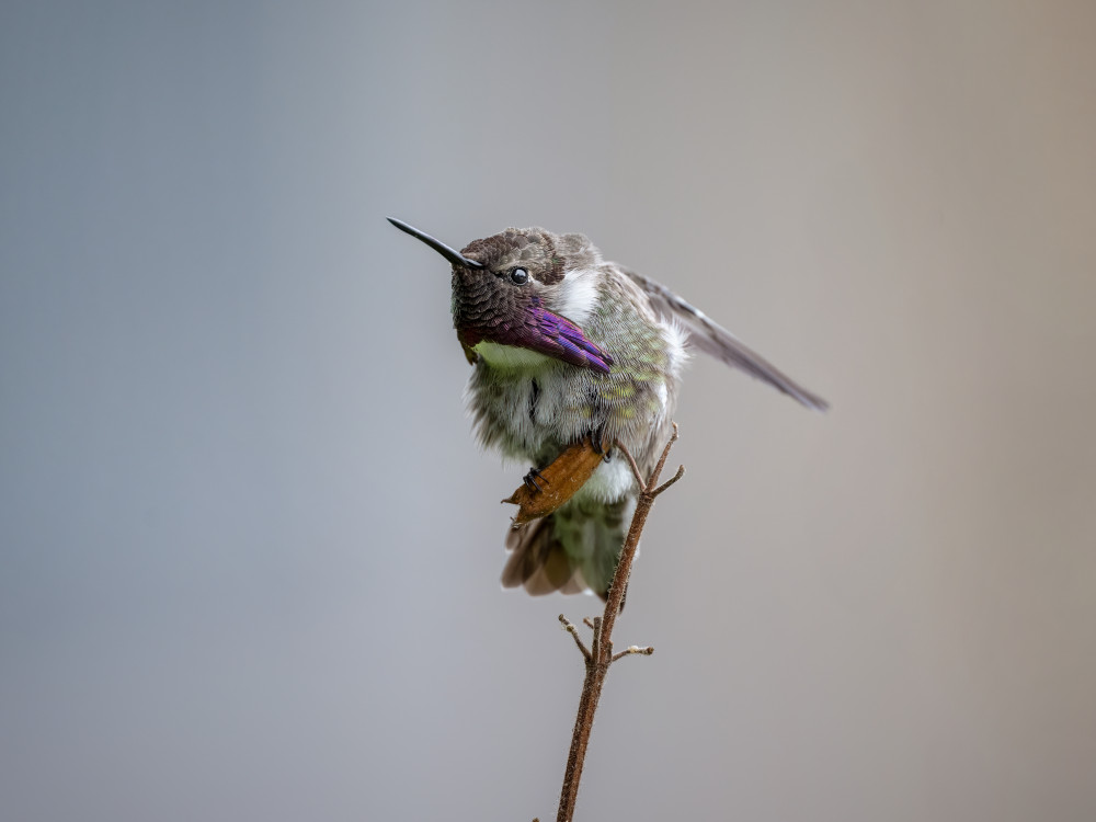 Stretching von Ling Zhang