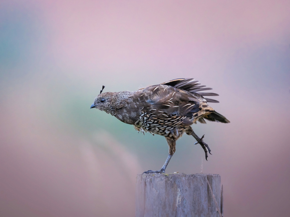 Stretching von Ling Zhang