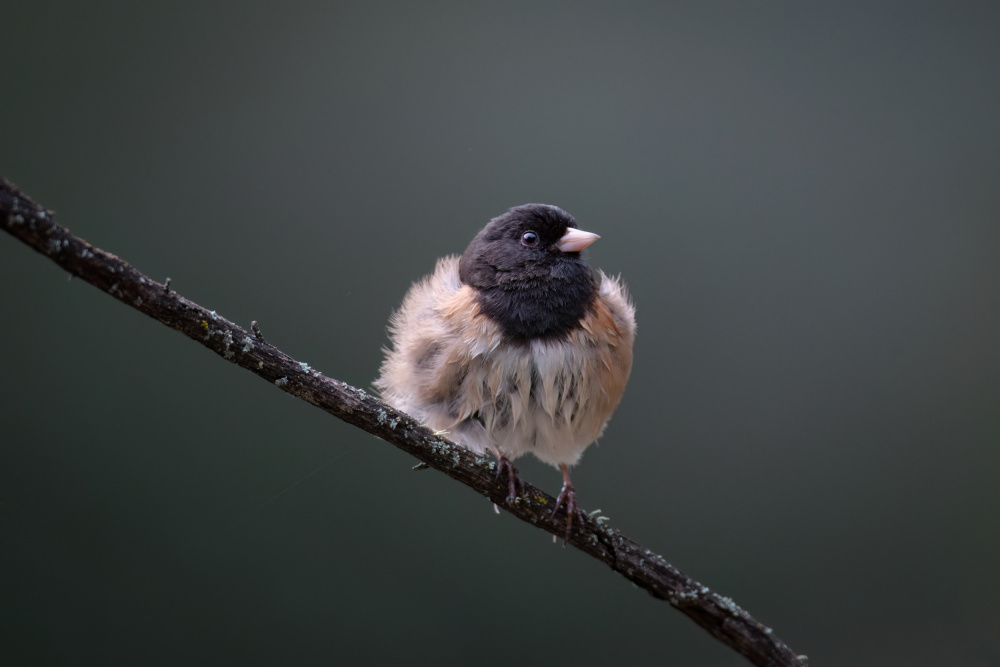 Puffy von Ling Zhang