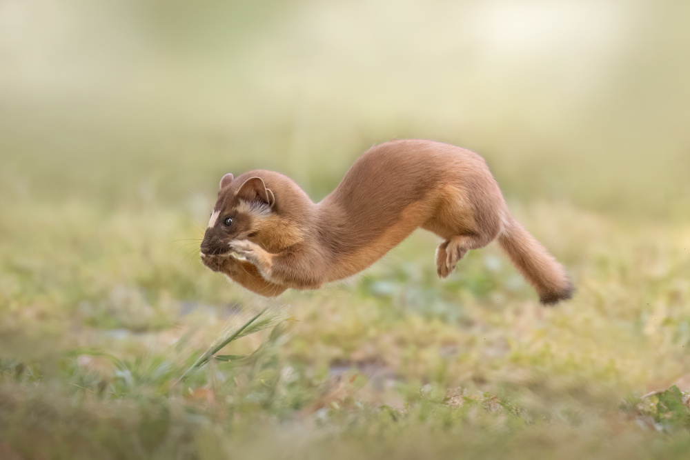 Hopping von Ling Zhang