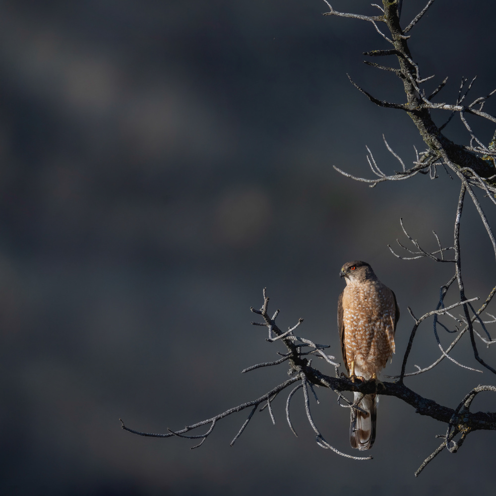 In the setting sun von Ling Zhang