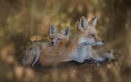 Mom Pillow