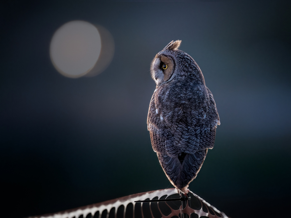 Night Watcher von Ling Zhang