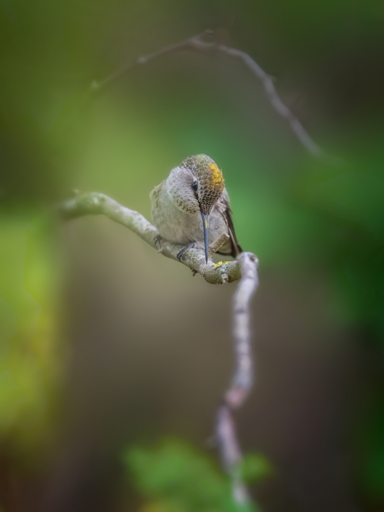 Pollen-head Hummingbird von Ling Zhang