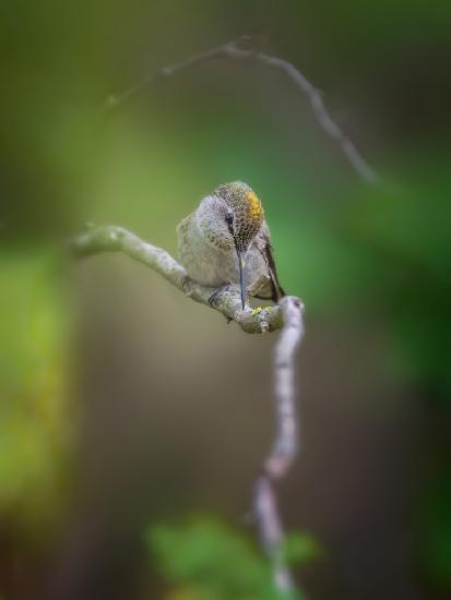 Pollen-head Hummingbird