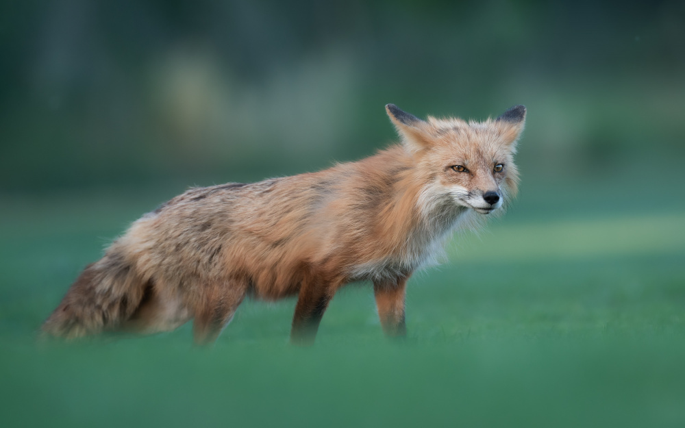 Red Fox von Ling Zhang