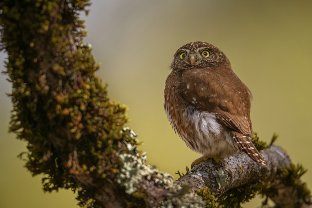 Shocked von Ling Zhang