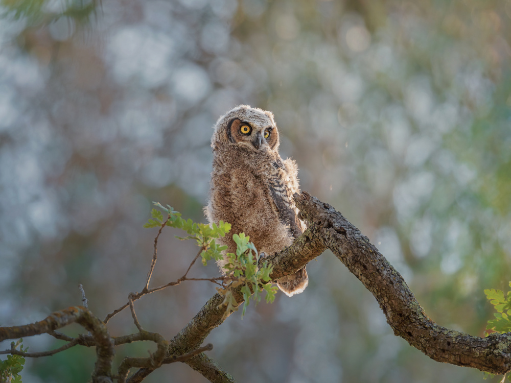 Sunbathing von Ling Zhang