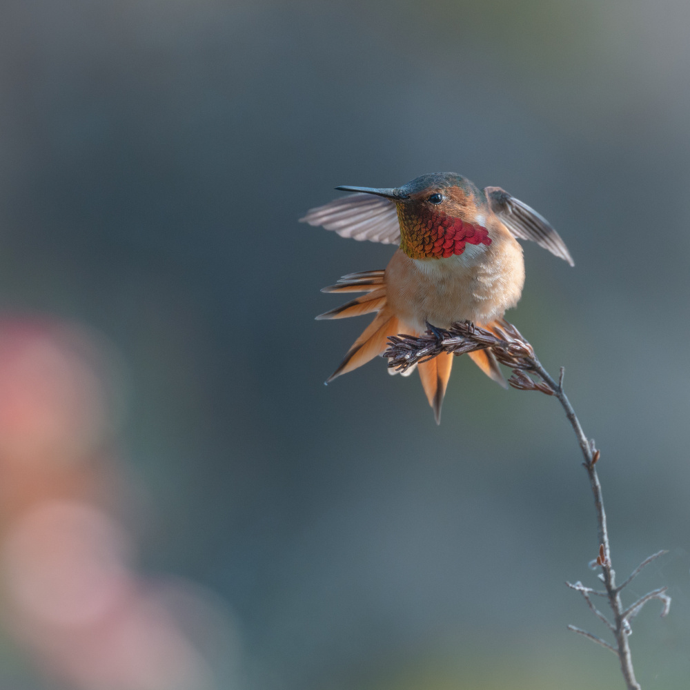 Transformation von Ling Zhang