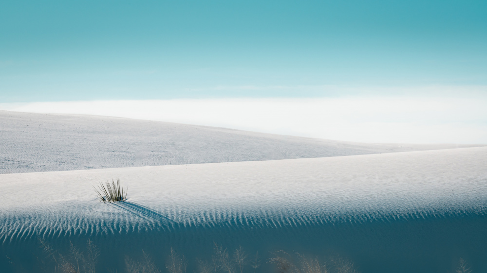 Growing in White Sands von Ling Zhang