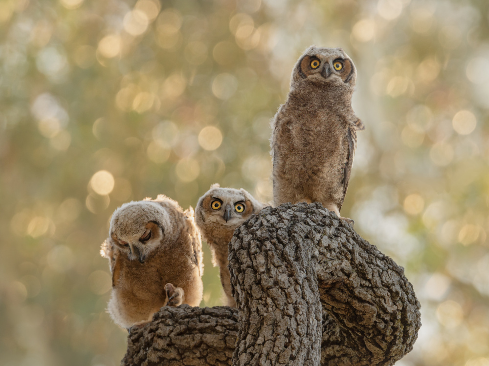 Waiting for Mommy Home von Ling Zhang