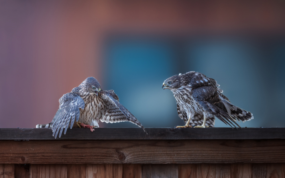 Dinner Time von Ling Zhang