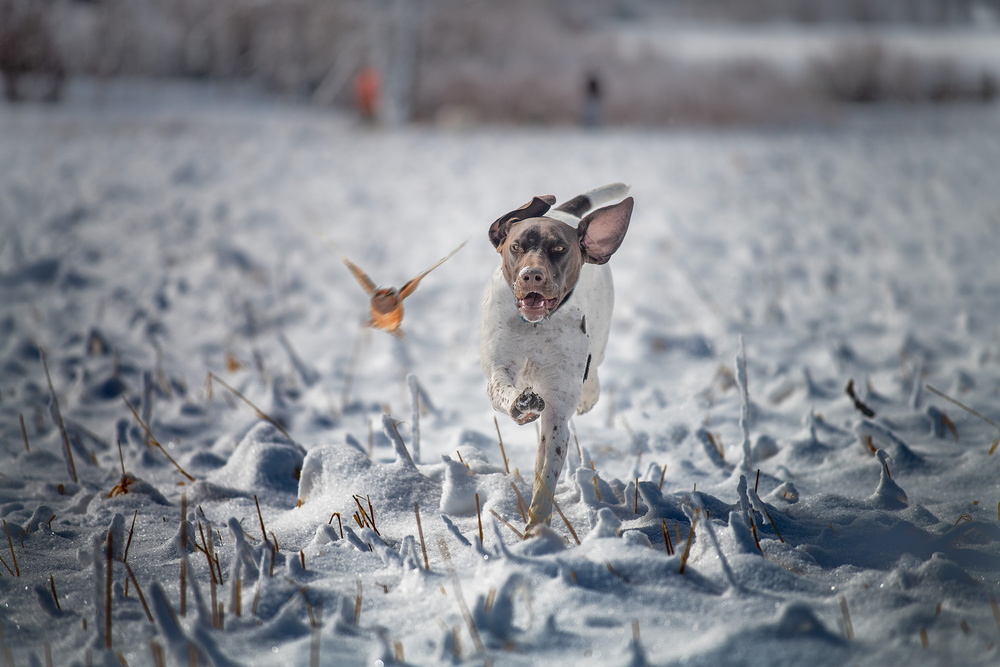 Run for your life von Lior Yaakobi