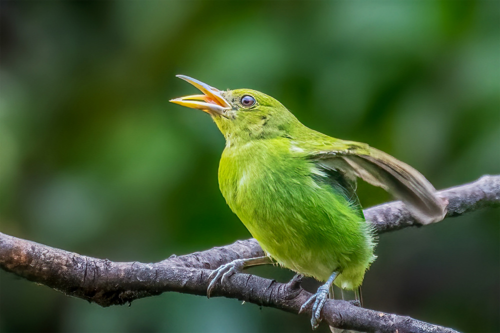 Green Honeycreeper is singing von Lipinghu