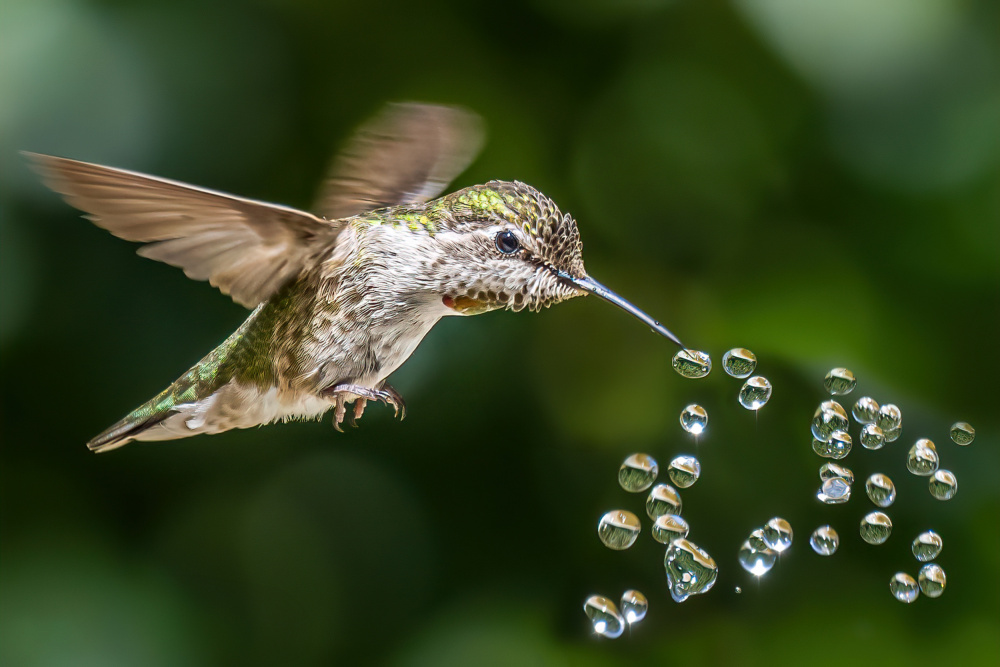 hummingbird play beads von Lipinghu