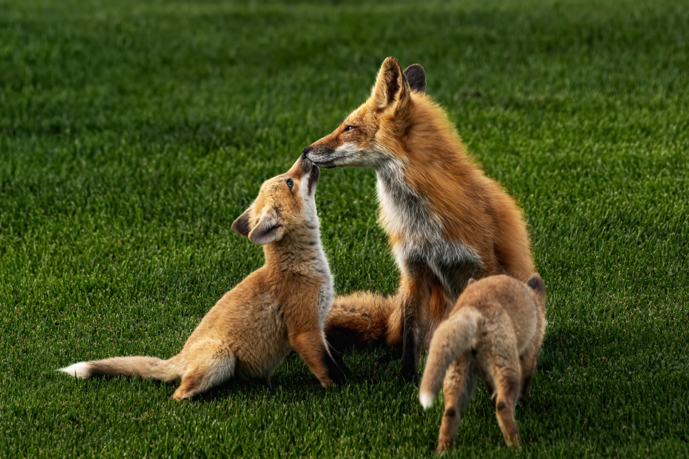 Mothers kiss, sweet kiss. von Lipinghu