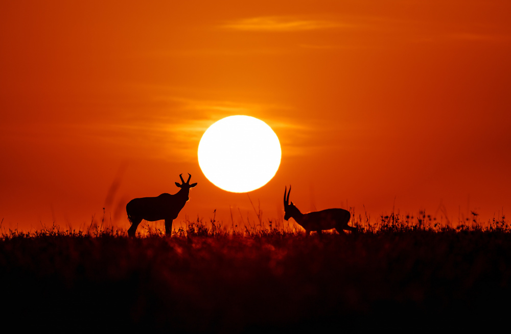 Masai Mara at Sunset von Lisa D. Tang