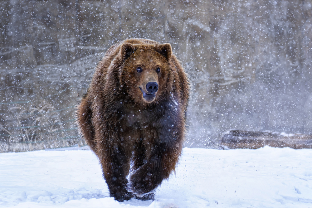 Trott in snow von Lisa D. Tang