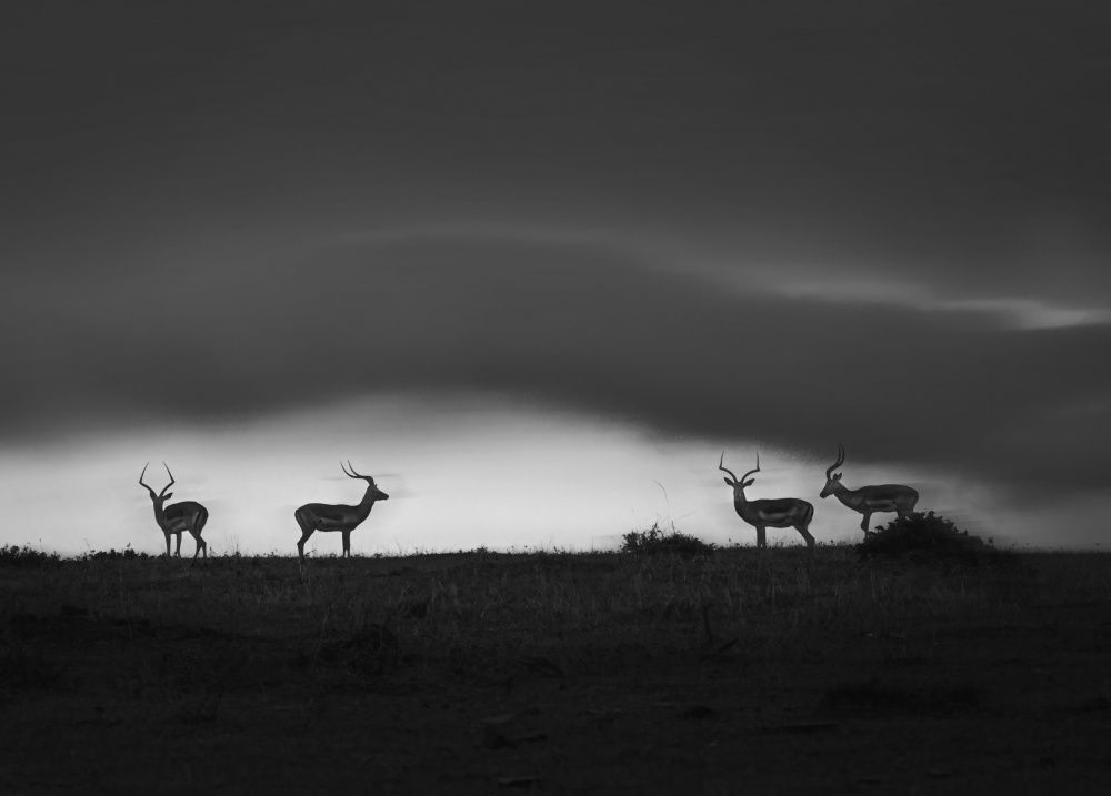 Waiting for rain von Lisa D. Tang