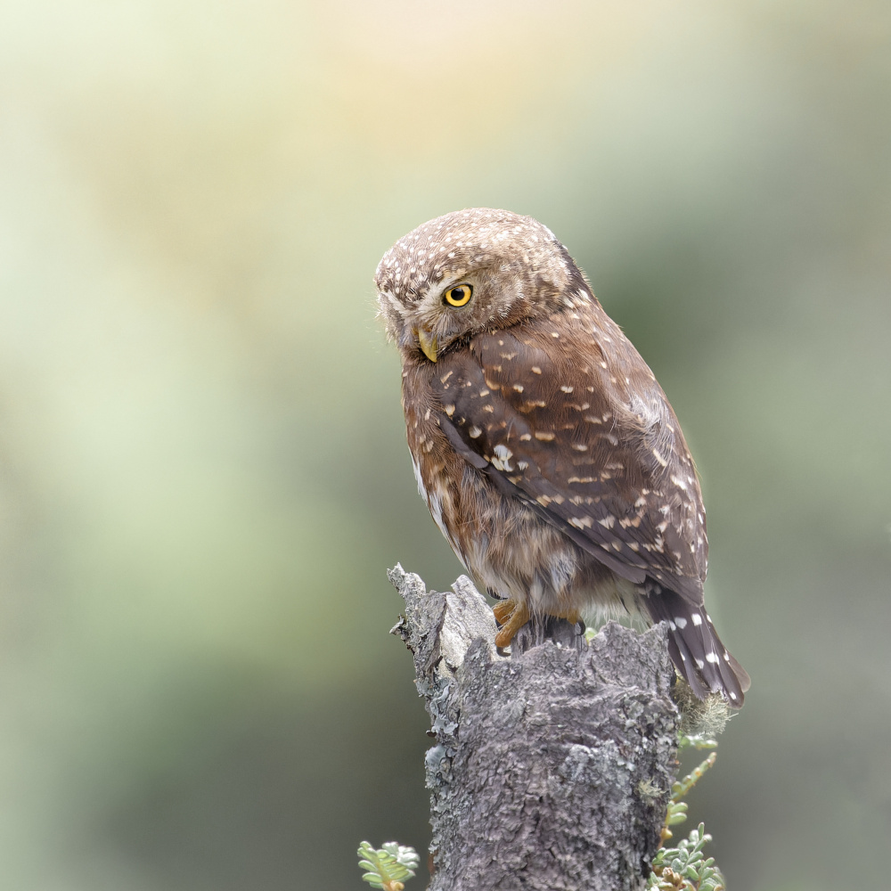 Andean Pygmy-Owl von Lisandro PEREZ