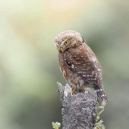 Andean Pygmy-Owl