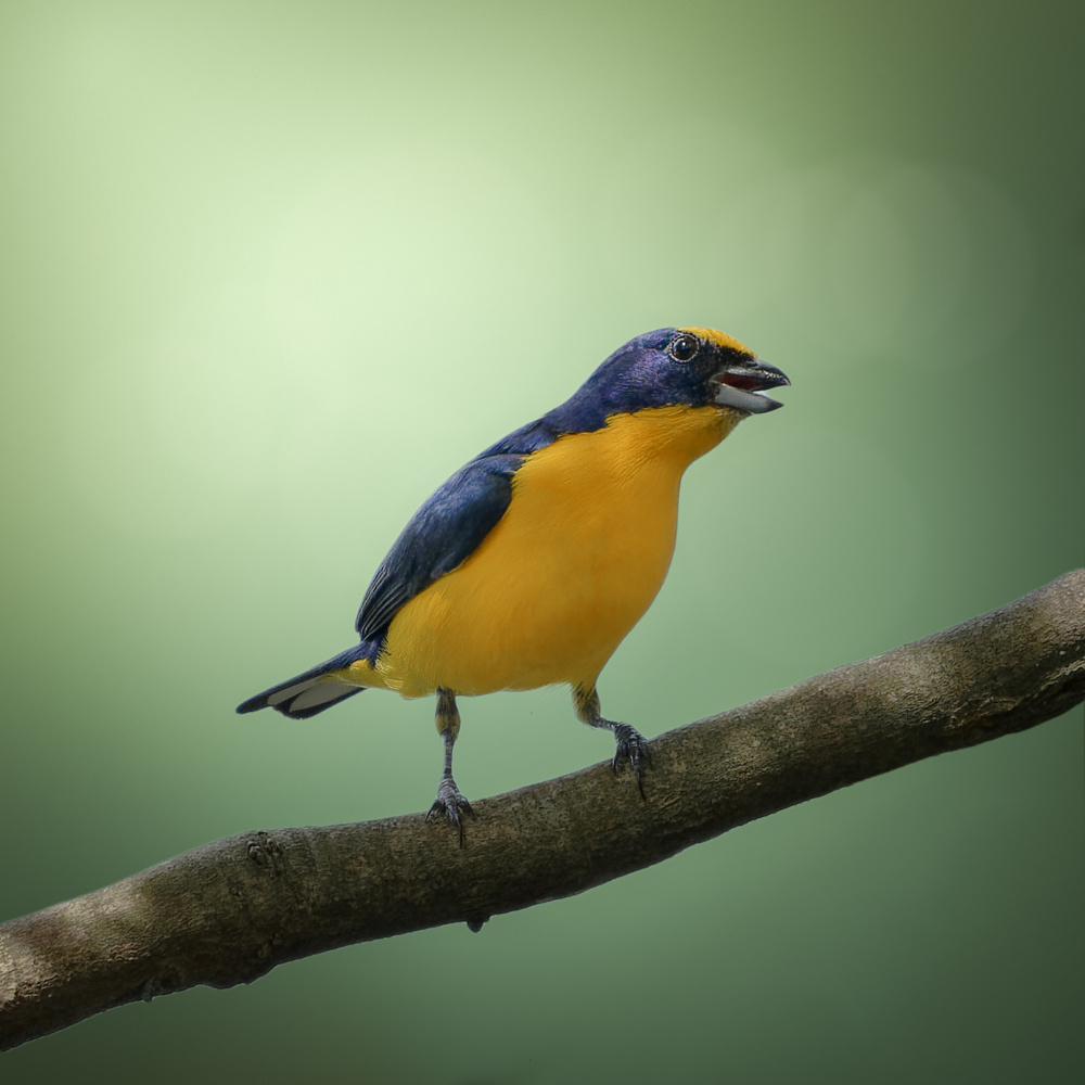 Thick-billed Euphonia von Lisandro PEREZ