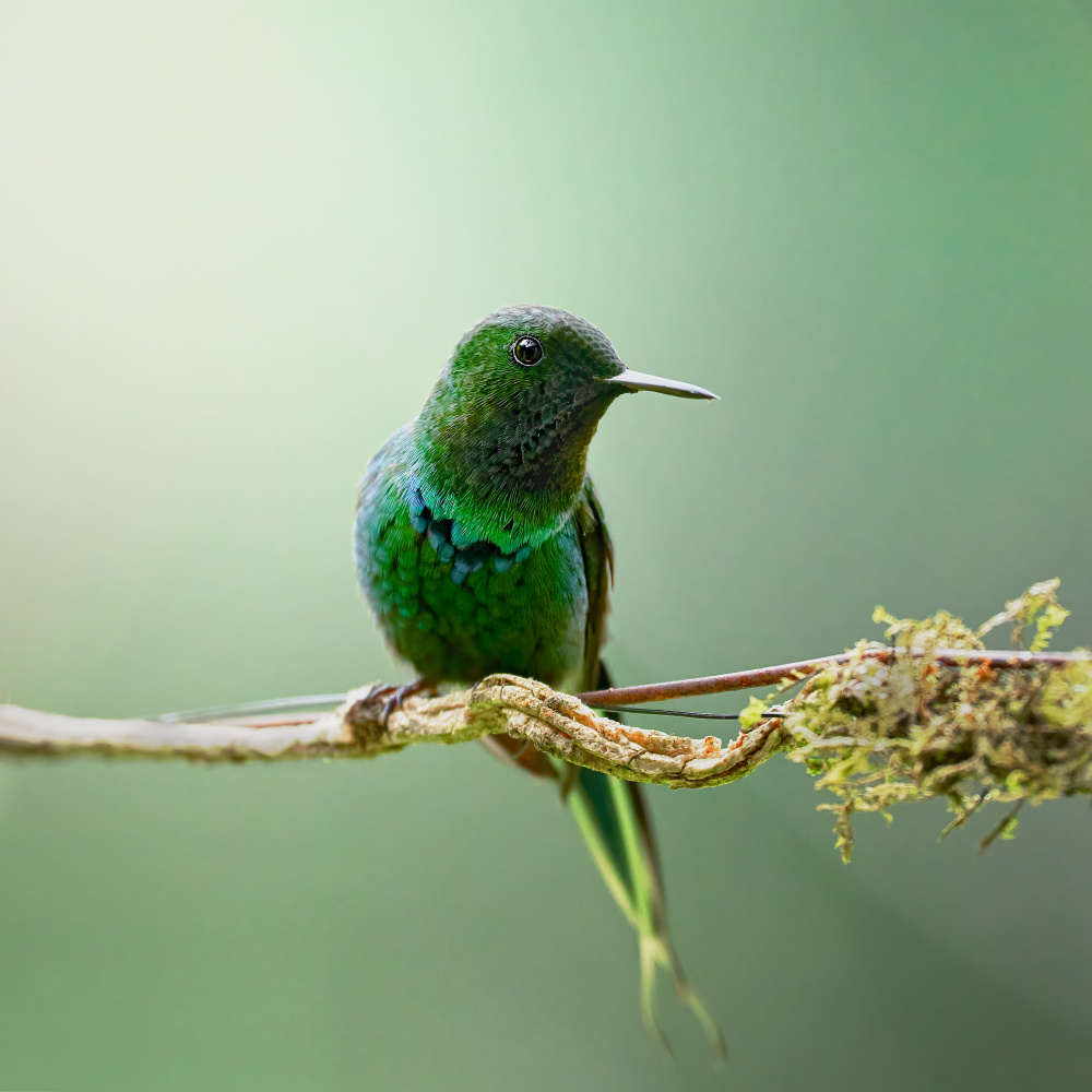 Discosura conversii von Lisandro PEREZ