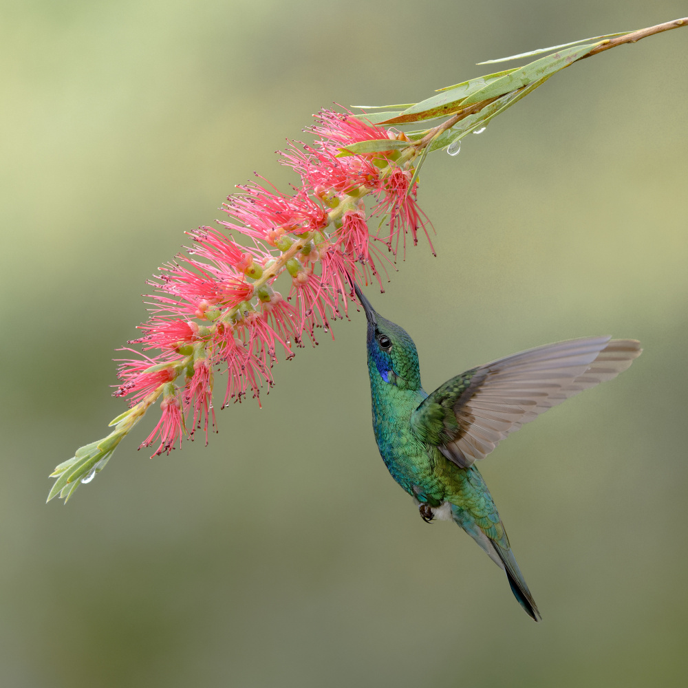 Sparkling violetear von Lisandro PEREZ