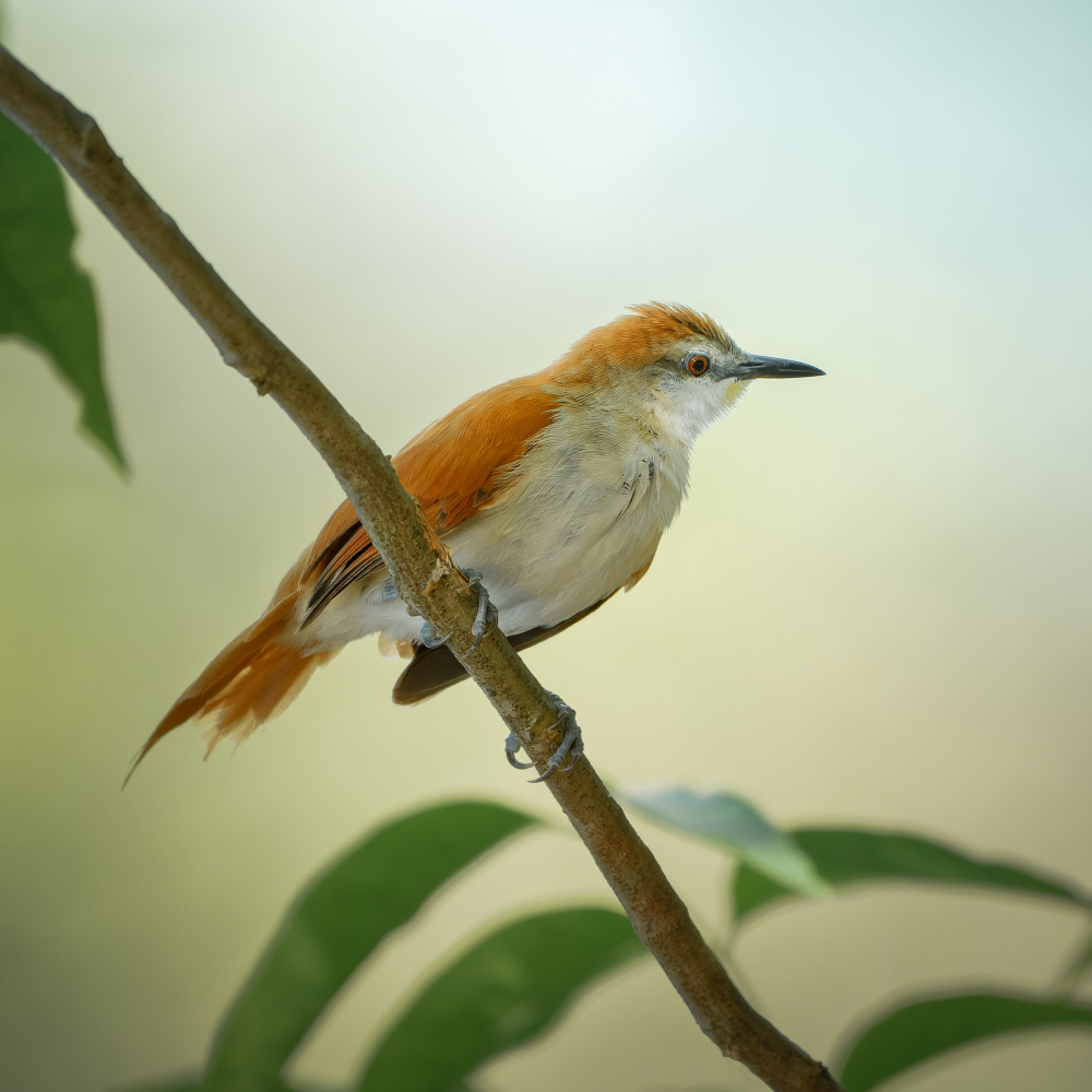 Yellow-chinned Spinetail von Lisandro PEREZ