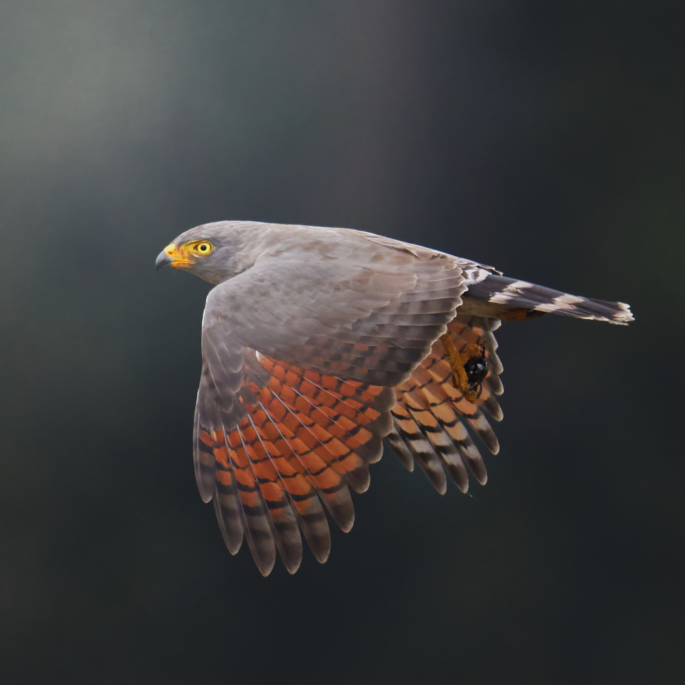 	 Rupornis magnirostris von Lisandro PEREZ