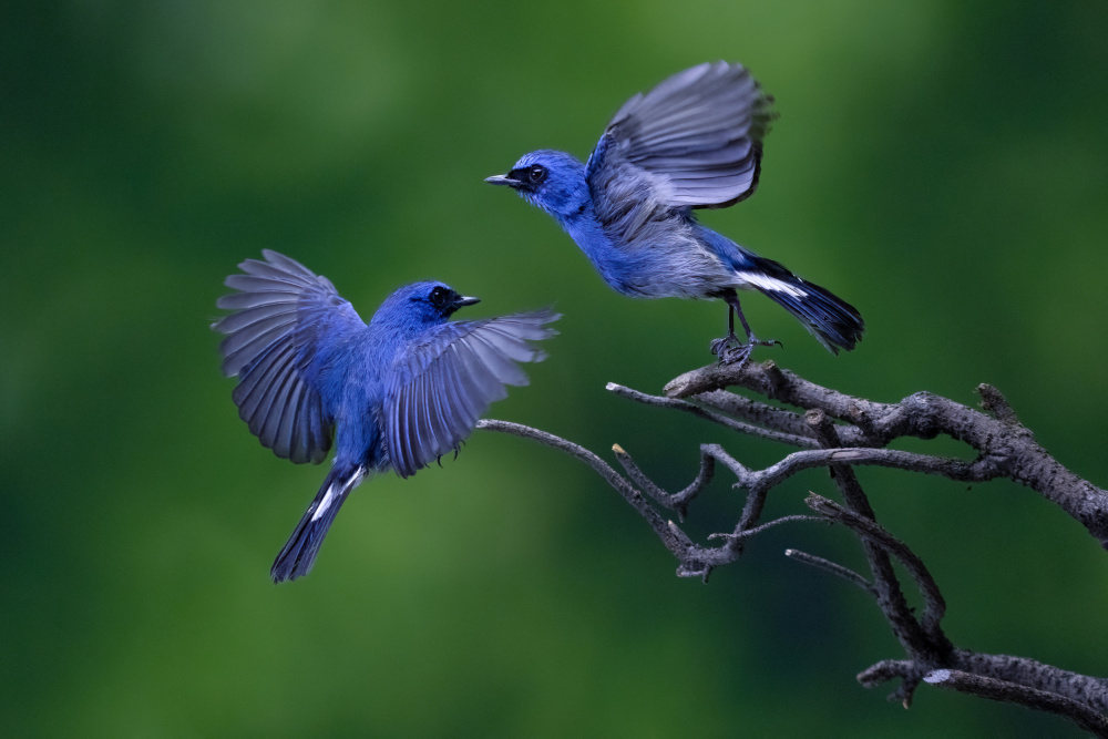 Blue Bird von Lisdiyanto Suhardjo