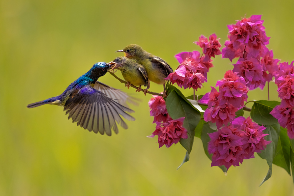 Feeding the chicks von Lisdiyanto Suhardjo