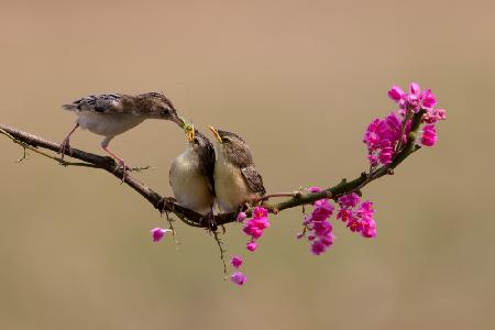 Feeding Chicks