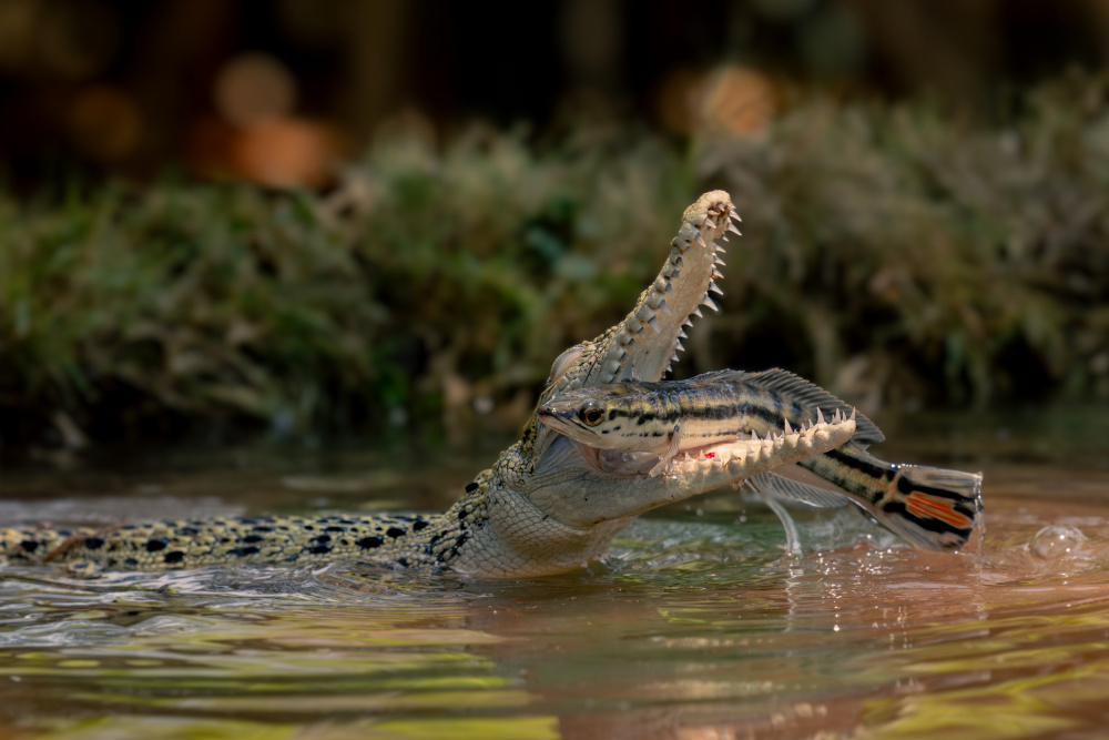 untitledl von Lisdiyanto Suhardjo