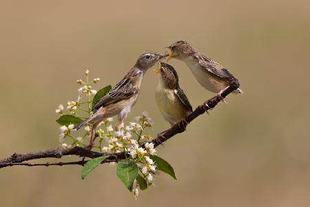 Sunbird