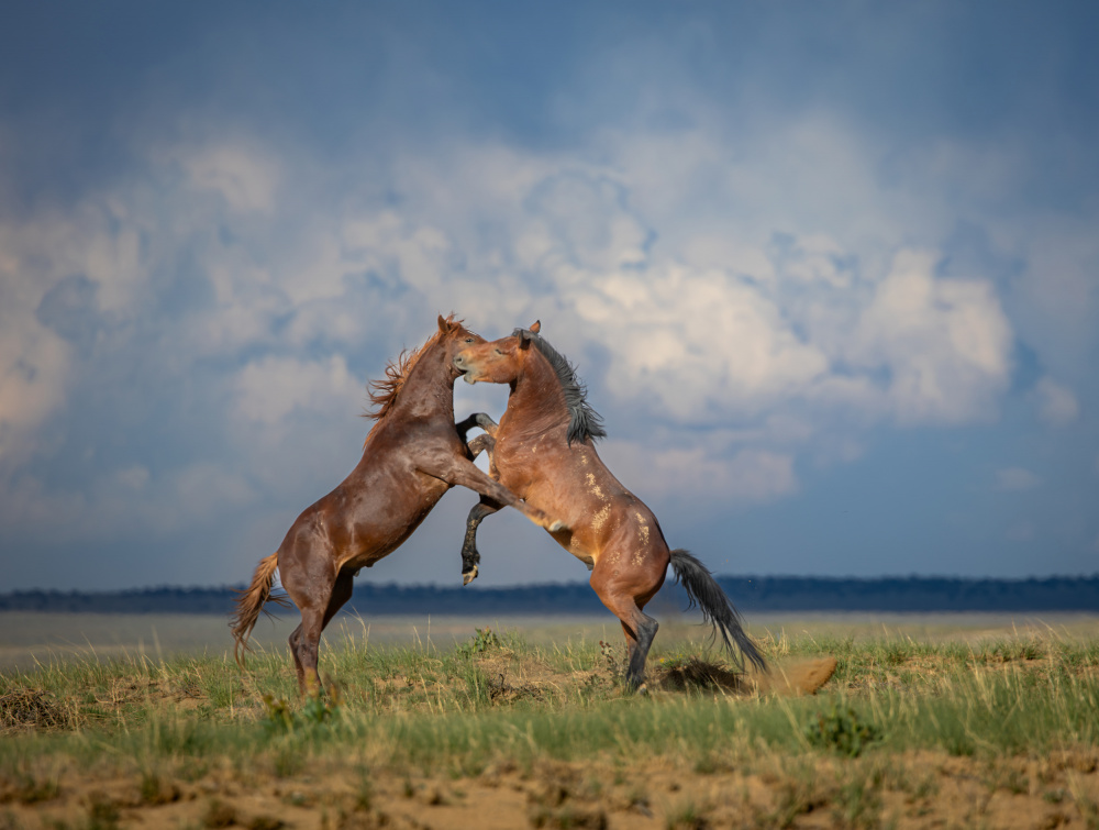 Natural Love Wild Compassion von Livia Yeung